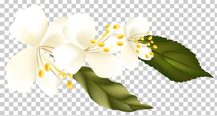 Flower Blossom PNG, Clipart, Alternative Medicine, Blossom, Branch, Computer Graphics, Computer Wallpaper Free PNG Download