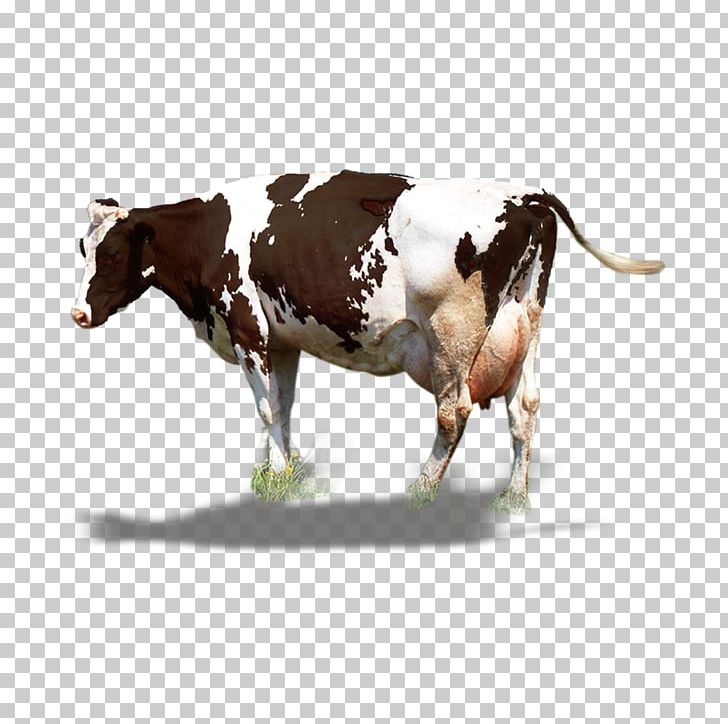 Dairy Cattle Milk Ox PNG, Clipart, Agriculture, Animal, Animals, Beef, Big Ben Free PNG Download