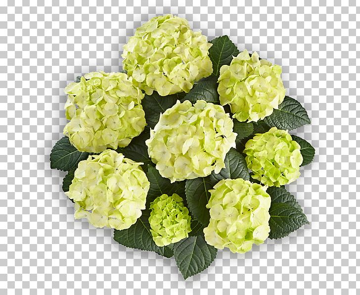 French Hydrangea Panicled Hydrangea Shrub Caipirinha Flower PNG, Clipart, Annual Plant, Bud, Caipirinha, Cutting, Embryophyta Free PNG Download