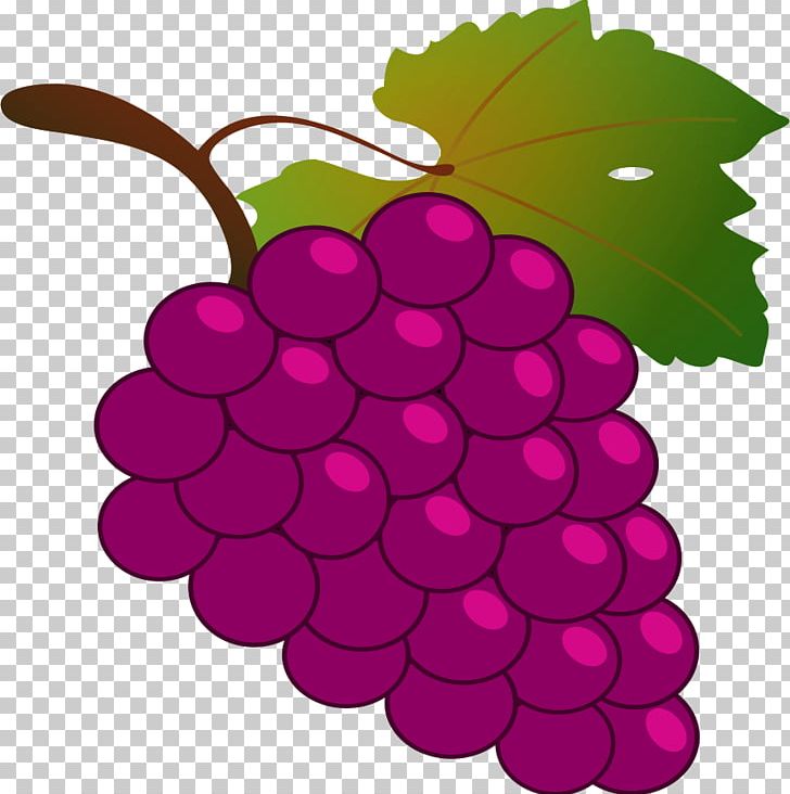 Grapevines Purple PNG, Clipart, Clip , Color, Computer Icons, Document, Flowering Plant Free PNG Download