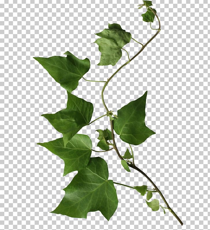Herbaceous Plant Plant Stem PNG, Clipart, Branch, Download, Family, Flower, Flowering Plant Free PNG Download