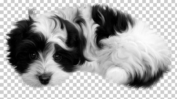 Puppy Cat Dog Kitten PNG, Clipart, Animals, Bearded Collie, Carnivoran, Cat, Companion Dog Free PNG Download