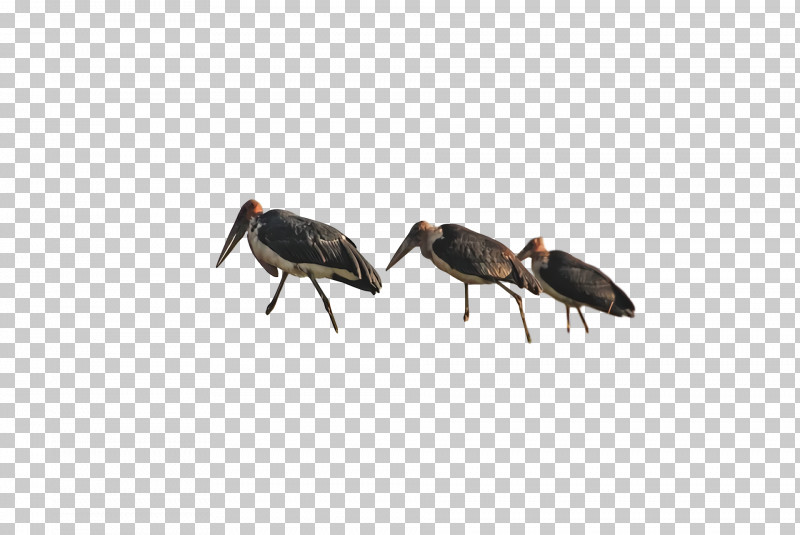 Insect Birds Weevil Ibis Crane PNG, Clipart, Beak, Biology, Birds, Cell, Cell Membrane Free PNG Download