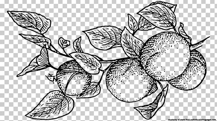 Fruit Apricot Line Art PNG, Clipart, Apricot, Artwork, Berry, Black And White, Download Free PNG Download