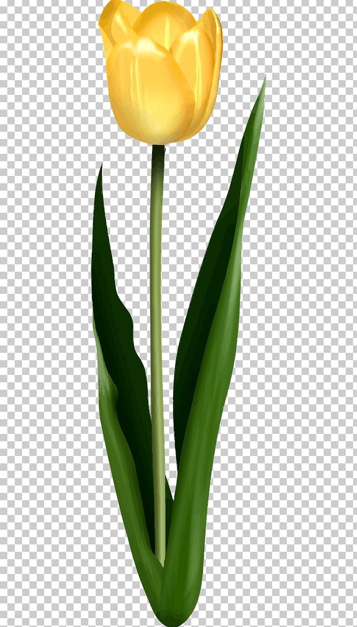 Tulip Petal Leaf Flower PNG, Clipart, Blume, Cut Flowers, Download, Flower, Flowering Plant Free PNG Download