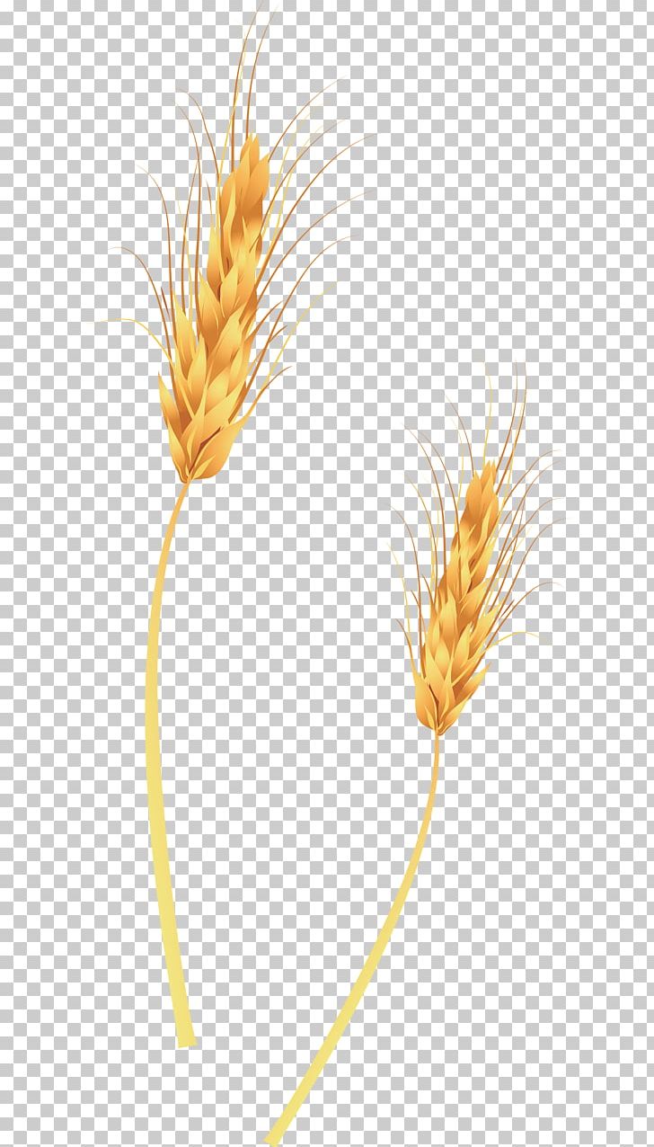 Broom-corn Wheat Ear Straw PNG, Clipart, Article, Article Icon, Article Vector, Broomcorn, Chinese Free PNG Download