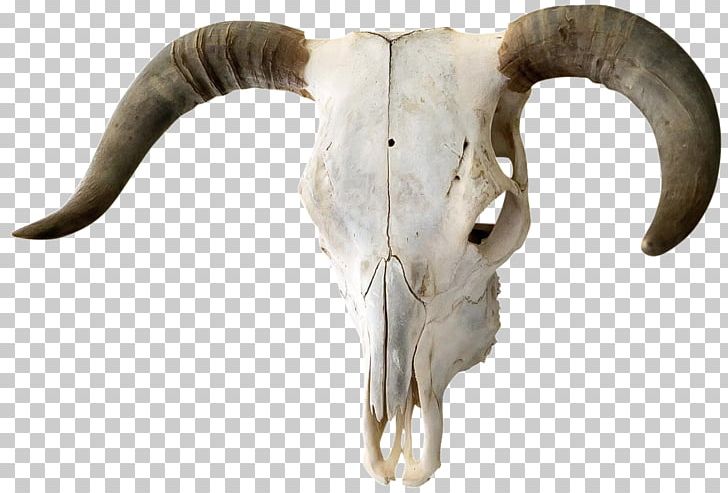 Cattle Horn Skull Bone Bull PNG, Clipart, Bone, Bull, Cattle, Cattle Like Mammal, Coffee Tables Free PNG Download
