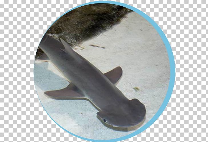 Hammerhead Shark Bonnethead Winghead Shark Smalleye Hammerhead Great Hammerhead PNG, Clipart, Blacktip Shark, Carcharhiniformes, Fauna, Marine Biology, Marine Mammal Free PNG Download