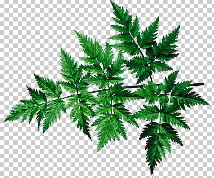 Leaf Plant Stem Tree PNG, Clipart, Branch, Desktop Wallpaper, Fine Art, Hemp, Herbaceous Plant Free PNG Download