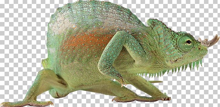 Monitor Lizard Reptile Chameleons Vertebrate PNG, Clipart, Animal, Animal Figure, Animals, Bluetailed Skink, Chameleon Free PNG Download