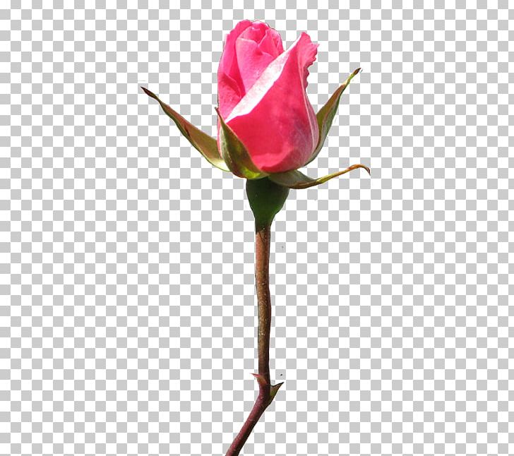 Rose PNG, Clipart, Bud, Computer Icons, Cut Flowers, Drawing, Flower Free PNG Download