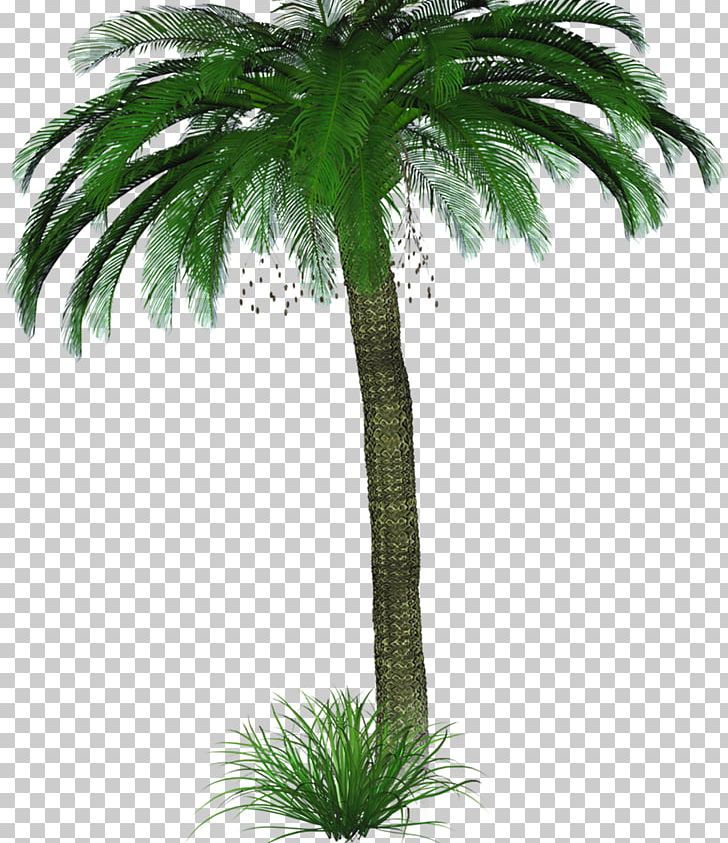 Tree PNG, Clipart, Arecales, Attalea Speciosa, Borassus Flabellifer, Coconut, Date Palm Free PNG Download
