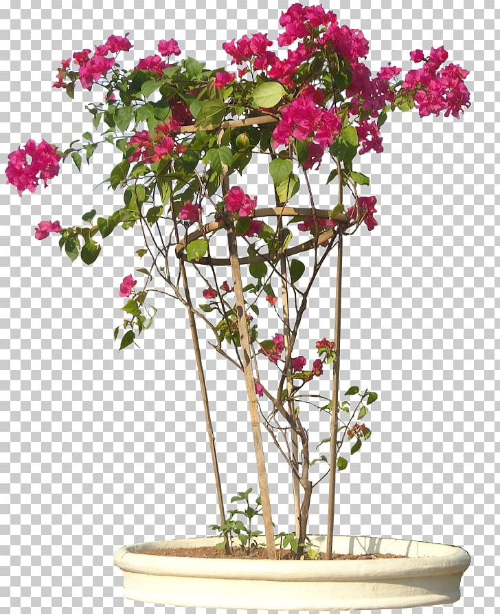 Flowering Plant Bougainvillea Glabra Shrub Flowering Plant PNG, Clipart, Bougainvillea, Bract, Branch, Cut Flowers, Evergreen Free PNG Download
