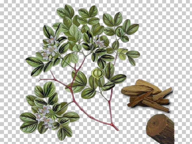 Guaiacum Officinale Guaiacum Sanctum Lignum Vitae Officinalis Tree PNG, Clipart, Bindii, Cartoon Family, Chinese, Families, Family Day Free PNG Download