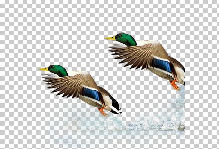 Mallard Duck Goose PNG, Clipart, Aquatic, Bird, Button, Buttons, Computer Icons Free PNG Download