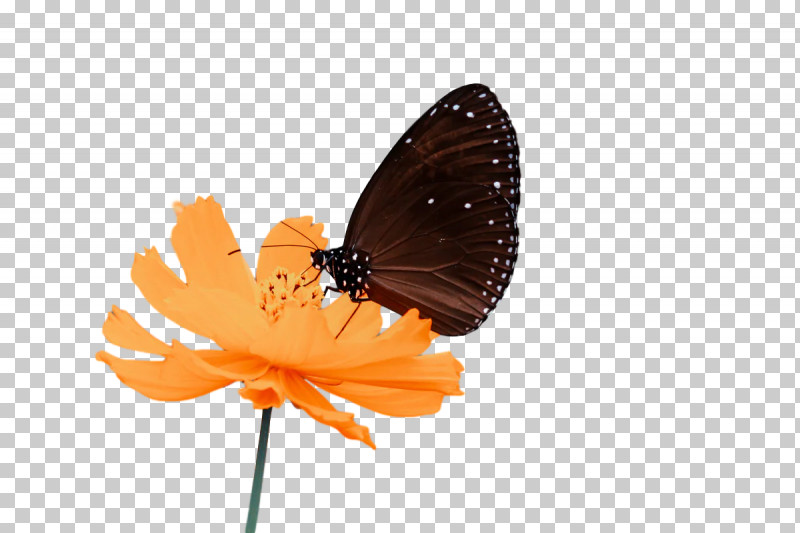 Monarch Butterfly PNG, Clipart, Brushfooted Butterflies, Butterflies, Flower, Gossamerwinged Butterflies, Insect Free PNG Download