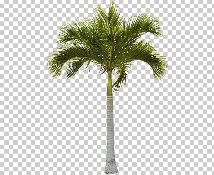 Arecaceae Coconut Tree Trunk Date Palm PNG, Clipart, Arecales, Areca Nut, Areca Palm, Attalea Speciosa, Borassus Flabellifer Free PNG Download