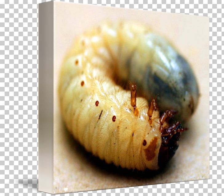 European Rose Chafer Beetle Larva European Chafer PNG, Clipart, Animal, Animals, Art, Beetle, Caterpillar Free PNG Download