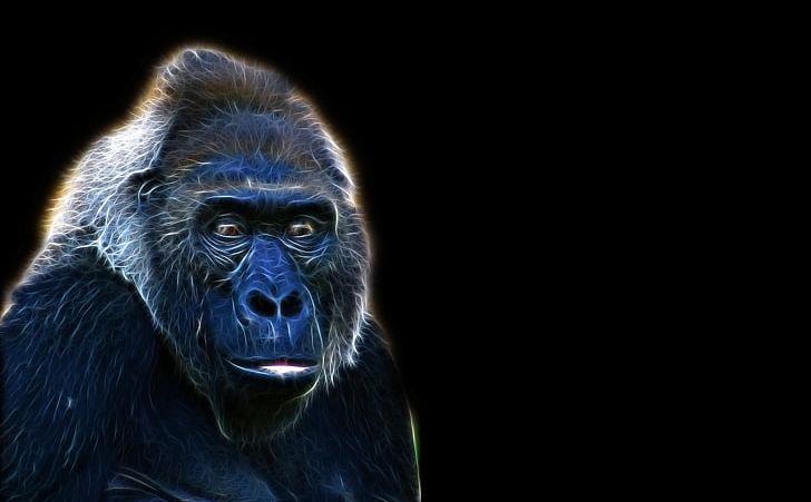 Gorilla Desktop High-definition Television Display Resolution 1080p PNG, Clipart, 4k Resolution, 720p, 1080p, 1610, Aggression Free PNG Download