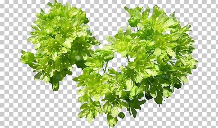 Parsley Leaf .de Tree PNG, Clipart, Computer Icons, Cut Flowers, Fines Herbes, Flower, Herb Free PNG Download