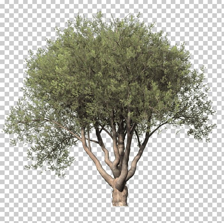 Tree Digital PNG, Clipart, Branch, Clip Art, Digital Image, Image Hosting Service, Information Free PNG Download