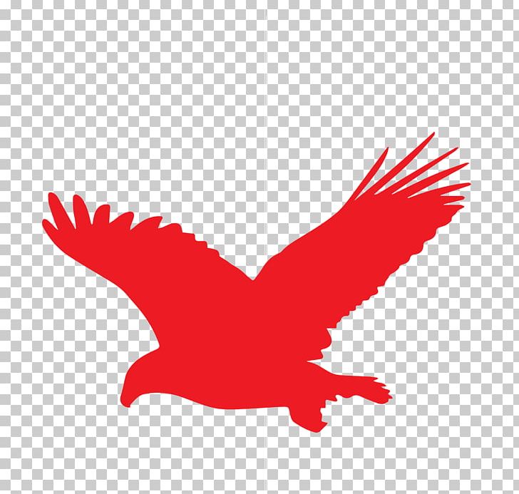 Bald Eagle Golden Eagle PNG, Clipart, Animals, Bald Eagle, Beak, Bird, Bird Of Prey Free PNG Download