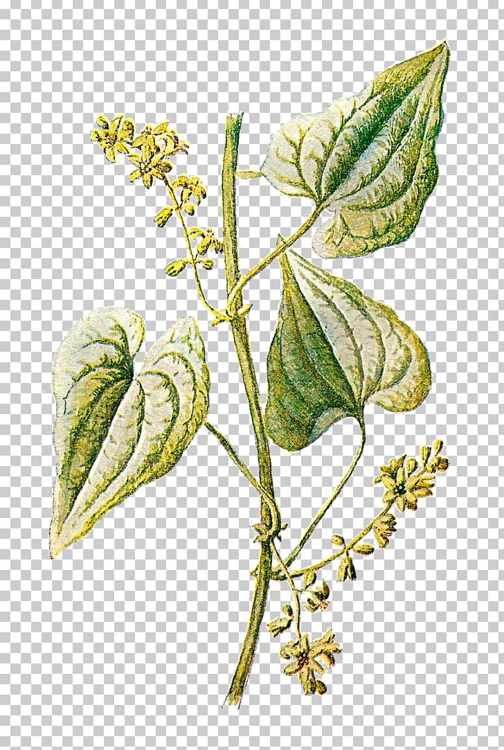 Botany Botanical Illustration Herb PNG, Clipart, Antique, Botanical Illustration, Botany, Branch, Clip Art Free PNG Download