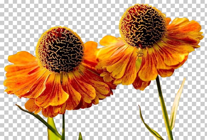 Desktop Flower Display Resolution PNG, Clipart, 4k Resolution, Android, Annual Plant, Coneflower, Daisy Family Free PNG Download