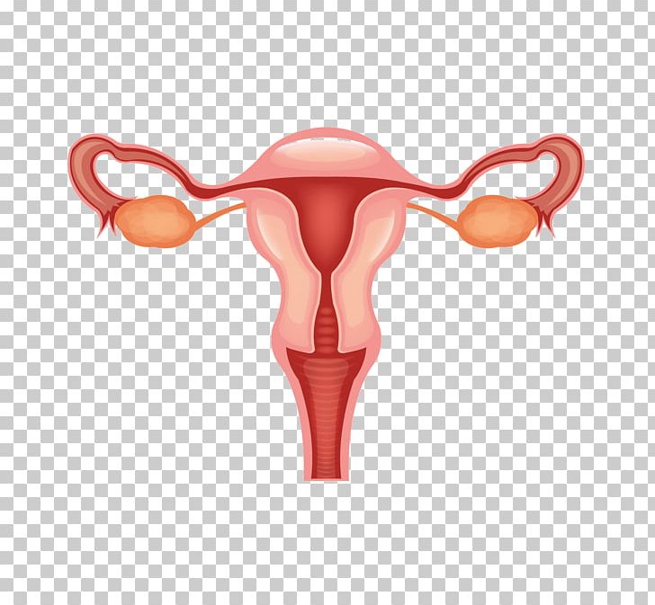 Female Reproductive System PNG, Clipart, Cancer, Cervical, Endometrium, Female, Female Reproductive System Free PNG Download