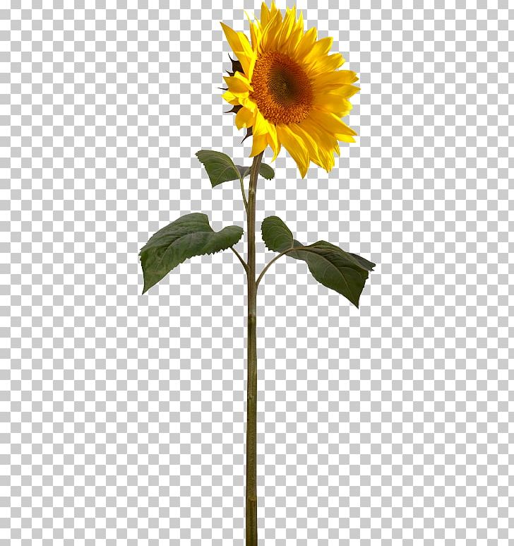 Helianthus Giganteus Plant Stem Perennial Sunflower Sunflower Seed PNG, Clipart, Daisy Family, Ethical Leadership, Ethics, Flower, Flowering Plant Free PNG Download