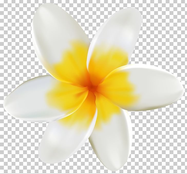 Plumeria PNG, Clipart, Clipart, Closeup, Flower, Flowers, Image Free PNG Download