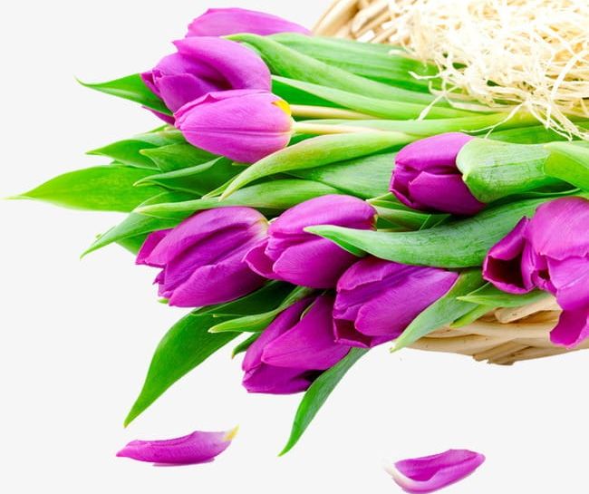 Purple Tulips PNG, Clipart, Bouquet, Flower, Grass, Holland, Holland Flower Free PNG Download