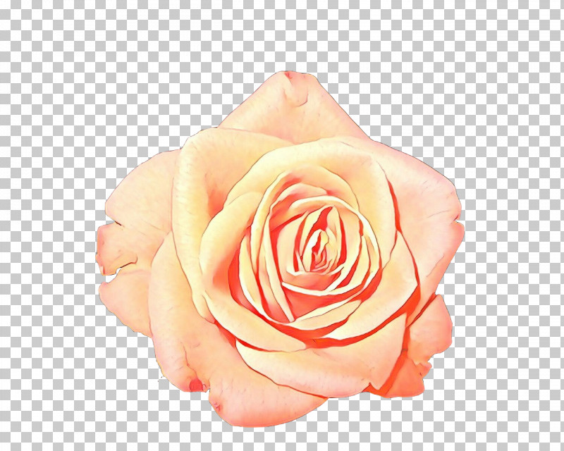 Garden Roses PNG, Clipart, Floribunda, Flower, Garden Roses, Hybrid Tea Rose, Orange Free PNG Download