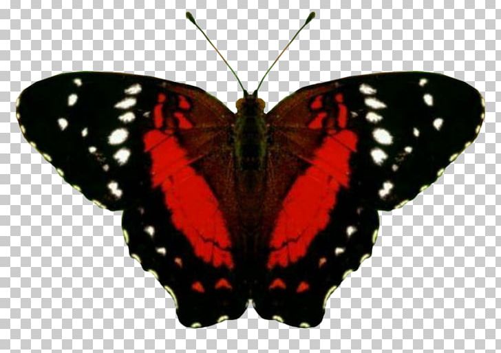 Brush-footed Butterflies Butterfly Pieridae Gossamer-winged Butterflies PNG, Clipart, Brush Footed Butterfly, Digital Image, Insects, Lycaenid, Monarch Butterfly Free PNG Download