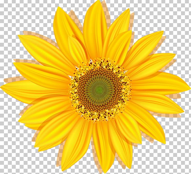 Flower Paper Search Engine Optimization Rotation PNG, Clipart, Chrysanths, Computer Software, Cut Flowers, Daisy Family, Flower Free PNG Download