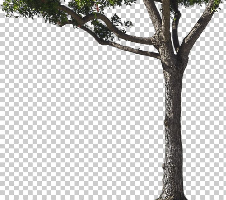 Newark Trunk The Ambassadors Tree Organization PNG, Clipart, Ambassador, Ambassadors, Black Mulberry, Branch, Heart Free PNG Download