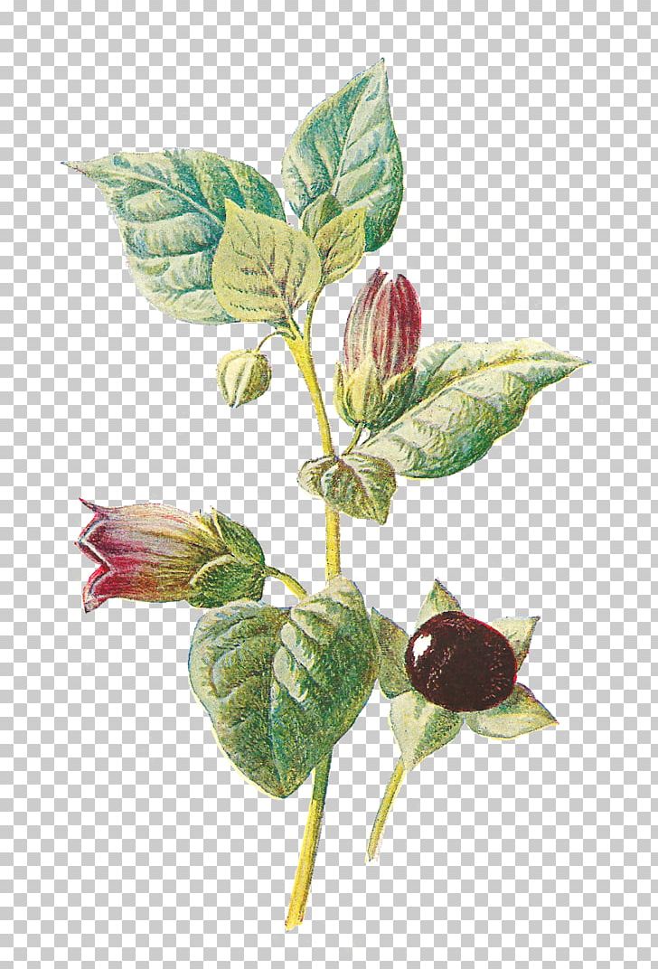 Belladonna Botany Plant Flower Botanical Illustration PNG, Clipart, Asphodeline Lutea, Asphodelus, Asphodelus Albus, Atropa, Belladonna Free PNG Download