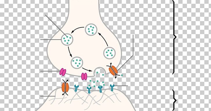 Chemical Synapse Neuron Synaptic Plasticity Synaptic Vesicle PNG, Clipart, Action Potential, Angle, Area, Axon, Axon Terminal Free PNG Download