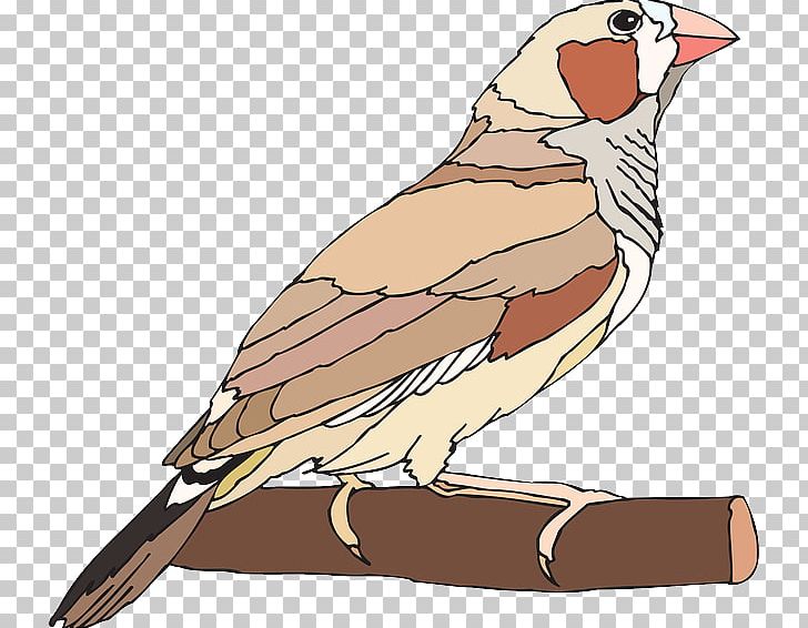 Finches PNG, Clipart, Beak, Bird, Bird Of Prey, Download, Falcon Free PNG Download