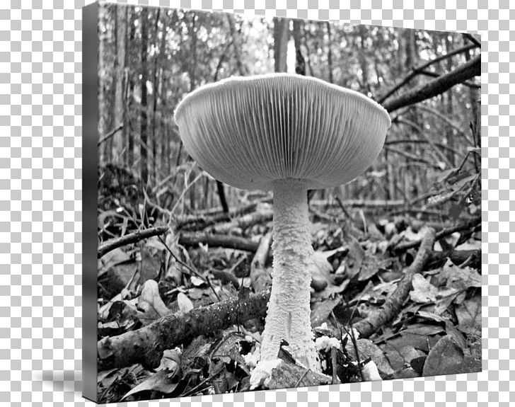 Pleurotus Eryngii Agaricaceae Mushroom PNG, Clipart, Agaricaceae, Black And White, Edible Mushroom, Fungus, Monochrome Free PNG Download