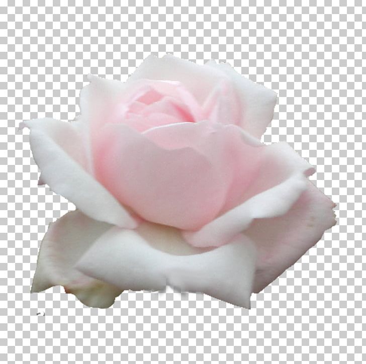 Garden Roses Cabbage Rose Floribunda Flower PNG, Clipart, Artificial Flower, Crop, Cut Flowers, Floribunda, Flower Free PNG Download