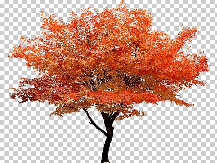 red maple tree clip art