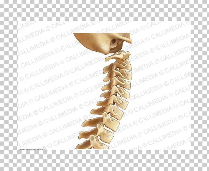 Vertebral Column Cervical Vertebrae Bone Lumbar Vertebrae Anatomy PNG, Clipart, Anatomy, Arm, Bone, Cervical, Cervical Vertebrae Free PNG Download