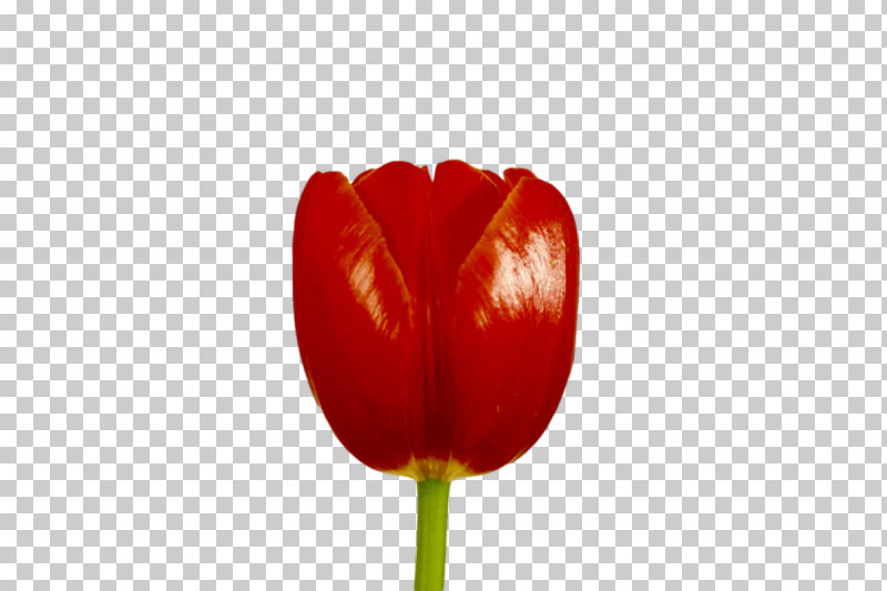 Plant Stem Tulip Peppers Lilies Bell Pepper PNG, Clipart, Bell Pepper, Biology, Flower, Lilies, Lily Free PNG Download