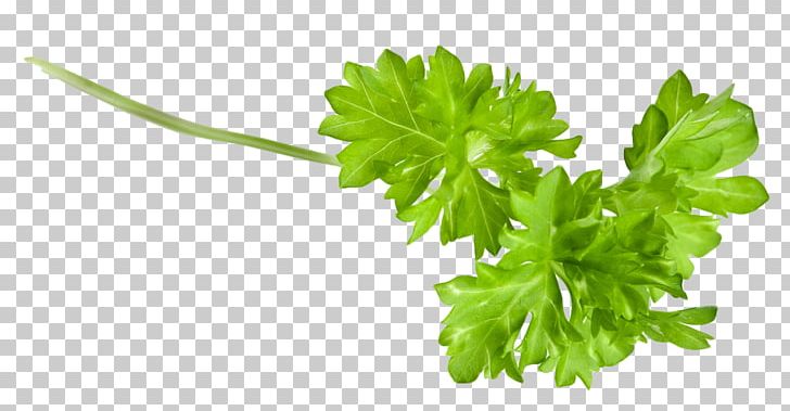 Coriander Garnish Herb Salsa Food PNG, Clipart, Apiaceae, Broth, Carrot, Chervil, Coriander Free PNG Download