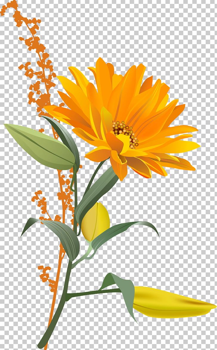 Flower PNG, Clipart, Calendula, Chrysanthemum, Cut Flowers, Daisy, Daisy Family Free PNG Download