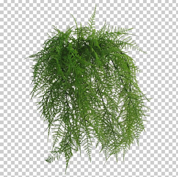 Flowerpot Wreath Wayfair Ornamental Grass PNG, Clipart, Artificial Flower, Evergreen, Fern, Ferns And Horsetails, Flower Free PNG Download