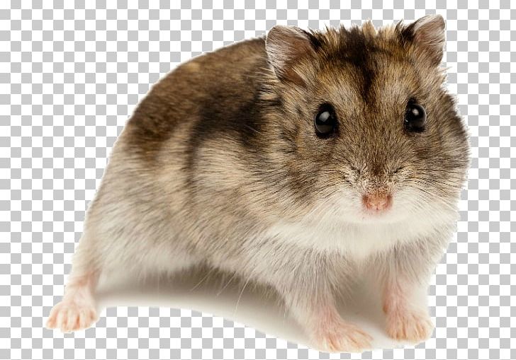 Golden Hamster Rodent Djungarian Hamster Roborovski Hamster PNG, Clipart, Animal, Djungarian Hamster, Dormouse, Fauna, Fotolia Free PNG Download