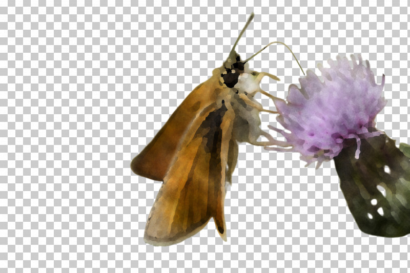 Insect Butterfly Moths And Butterflies Pollinator Moth PNG, Clipart, Butterfly, Hesperia Comma, Insect, Moth, Moths And Butterflies Free PNG Download