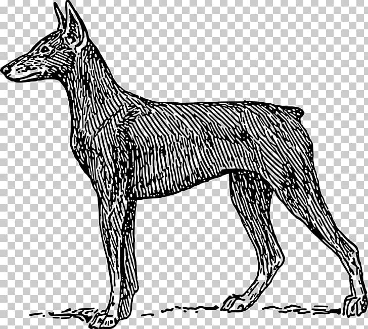 Dobermann German Pinscher Miniature Pinscher German Shepherd Bulldog PNG, Clipart, Black And White, Breed, Bulldog, Carnivoran, Doberman Free PNG Download